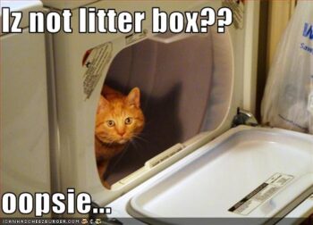 Cat in washer, saying "Iz not litter box? Oopsie..."