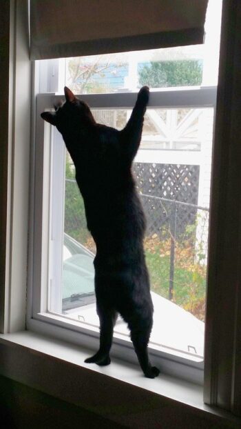 Cat climbing on window