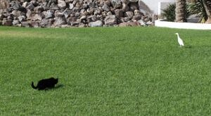 Cat stalking bird