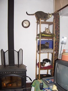 Cats in cat tree with levels