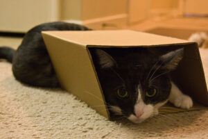 Cat in box that's too small