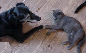 Old dog and old grey cat holding paws