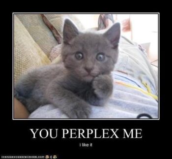Grey kitten saying, "You perplex me"