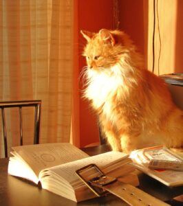 Orange cat looking at open book