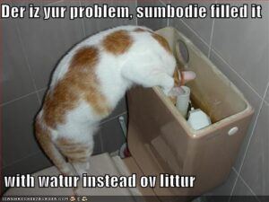 Cat looking in back of toilet, saying, "Der iz yur problem, sumodie filled it with water instead ov littur