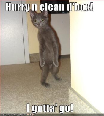 Cat on back legs saying, "hurry n clean d'box! I gotta go