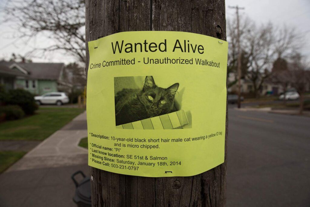 Cat "Wanted" poster