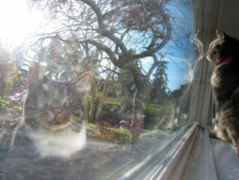 Cat looking out window; seeing cat reflection