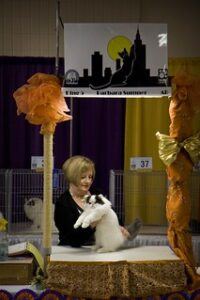 CFA judge examining white cat with back markings