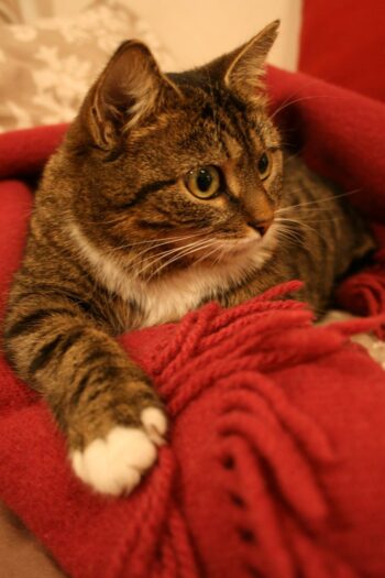 A beautiful tabby cat resting on red blanket