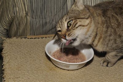 Cat chewing on food