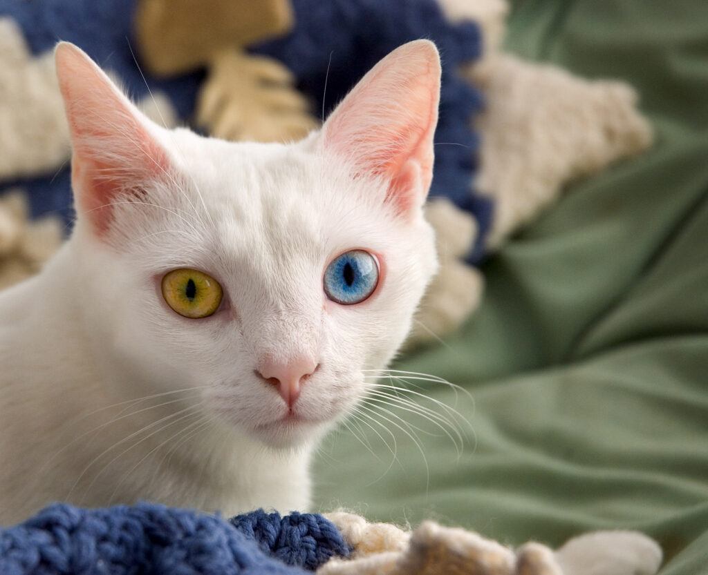 White cat with one blue and one yellow eye