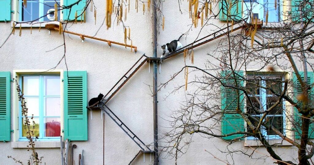 Cat ladders in Switzerland