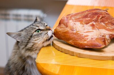 Cat about to steal meat