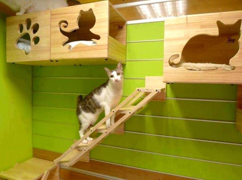 A cat playroom