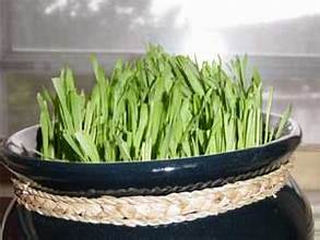 Bowl of growing cat greens