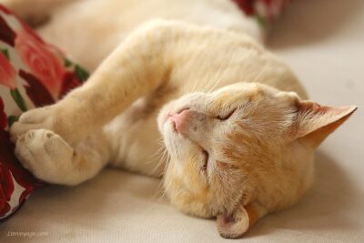 Yellow cat, relaxed and napping