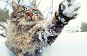 Cat playing with snow with paw