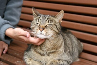 Grey tiger cat being scratched under chin
