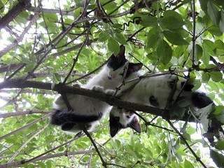 Two tuxedo cats in tree