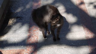 Scared black cat hunched up