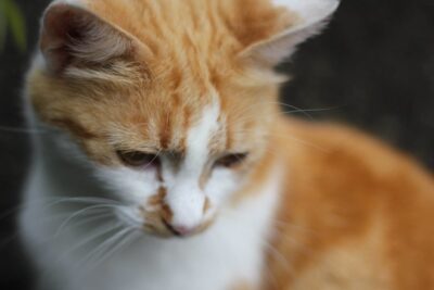 Orange cat looking sad