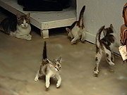 Cat with active kittens