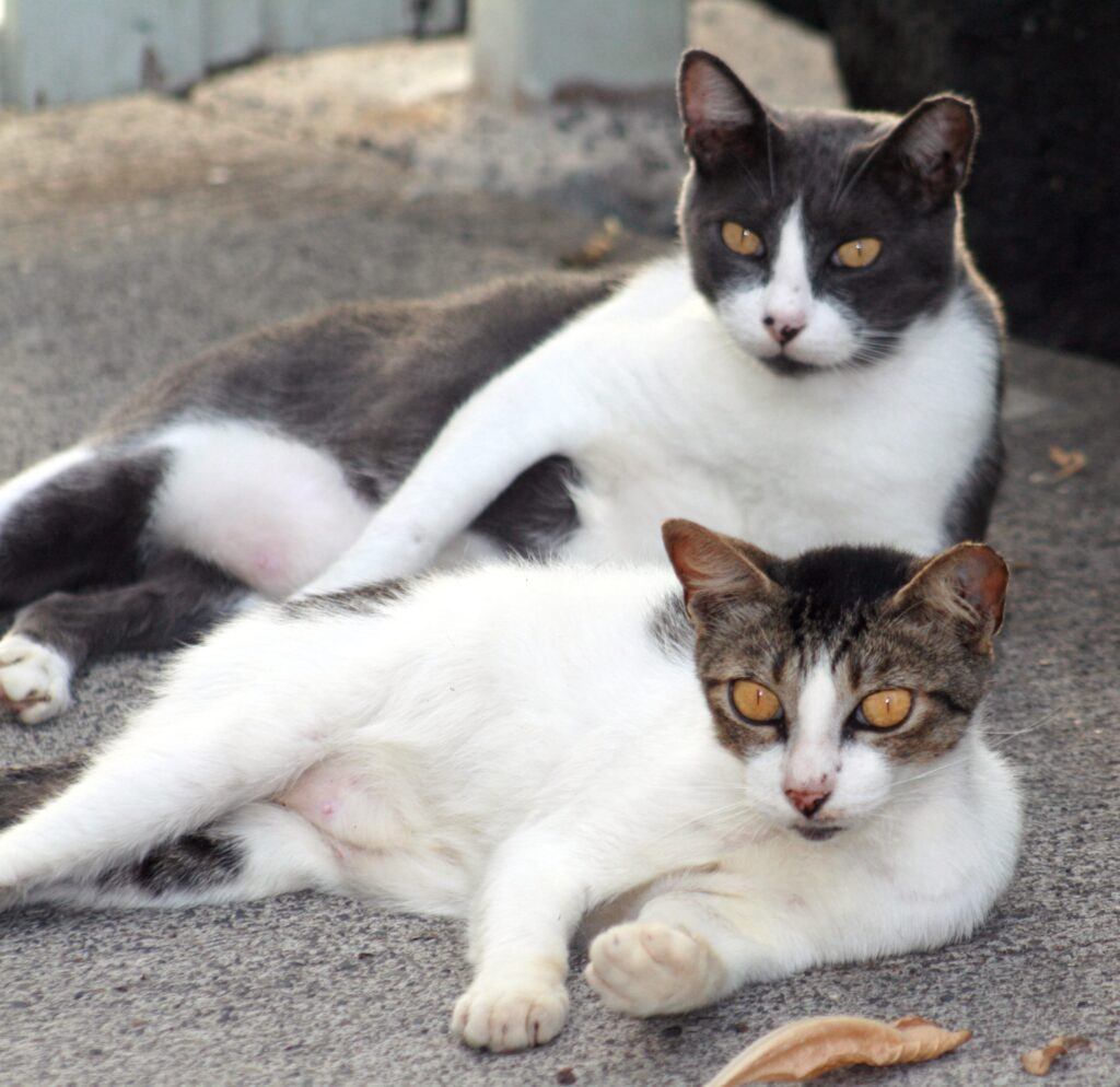 Two feral cats