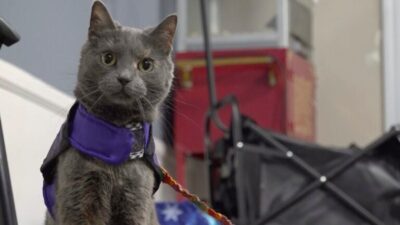 Cat in harness