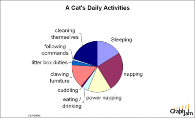 Pie chart: A cat's daily activities