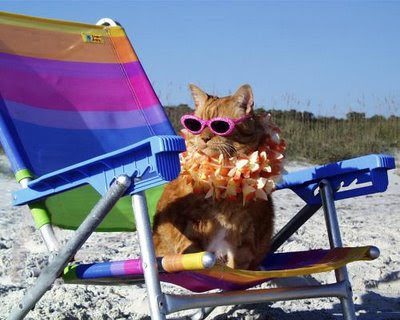 Orange tabby, sunglasses, sitting in lawn chair