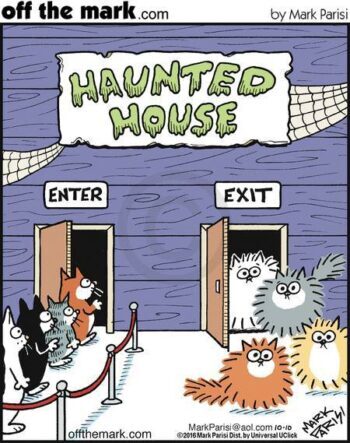 Cat haunted house