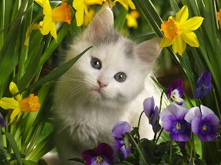 Cat amidst flowers