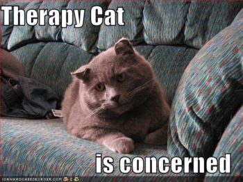 Grey cat: Therapy Cat Is Concerned