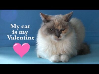 My cat is my valentine