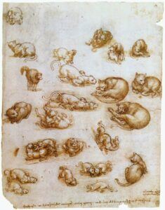 Cat drawings by Leonardo da vinci