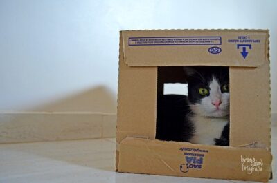 Tuxedo cat in box