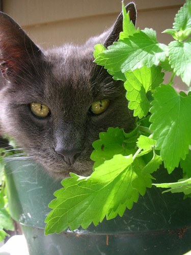 Grey cat with catnip plant