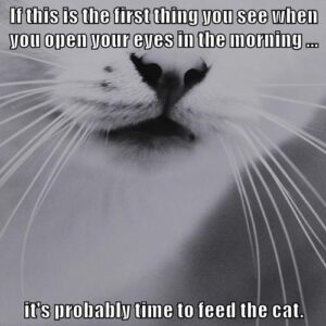 part of cat face and whiskers: Time to feed the cat