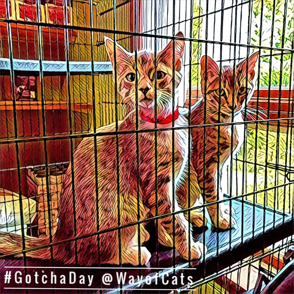 Two young cats in cage