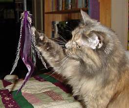 Cat playing with wand toy