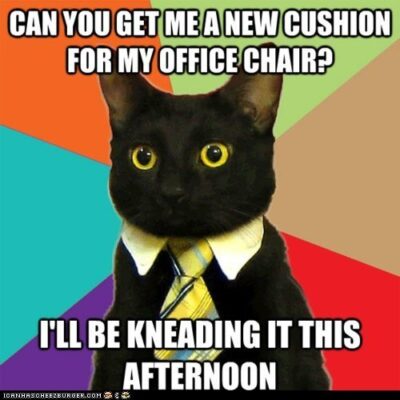 Cat asks for new chair cushion because he kneads it