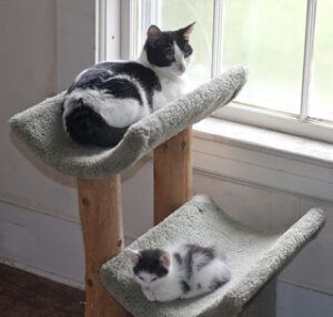 Cat Tree Observatories