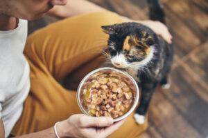 Cat looking at food; will she eat?