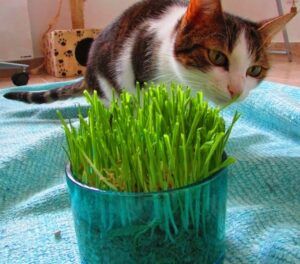 Cst eating cat grass