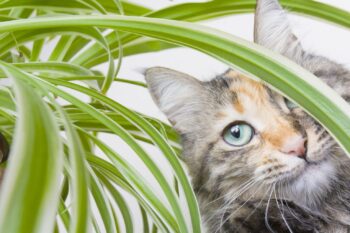Cat looking through spider plant leaves