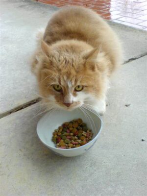 Cat eating bowl of food