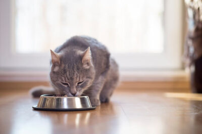 Cat eating from proper sized stainless bowl