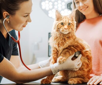 Choosing a Vet