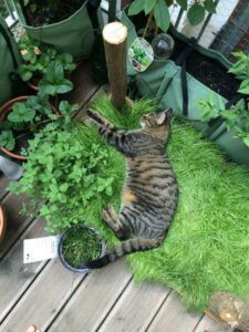 Cat on bed of grass in cat garden